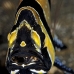 cardinalfish_banggai_kbrtk2_v_0390_sul7434.jpg